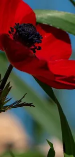 Vibrant red flower against blue sky background.