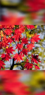 Vibrant red maple leaves on tree branch with autumn backdrop.