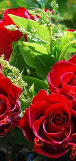 Mobile wallpaper with vibrant red roses and green leaves.