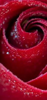 Close-up of a vibrant red rose with dewdrops on its petals.