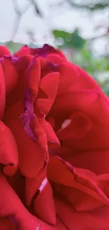Close-up of a vibrant red rose in bloom.