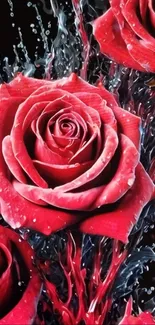 Close-up of red roses with water splash effect.