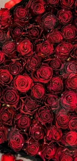 Vibrant red rose bouquet wallpaper.