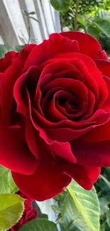 Close-up of a vibrant red rose with lush green leaves.