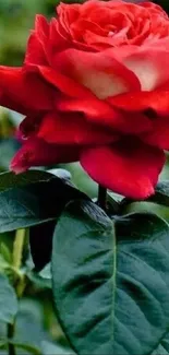 Beautiful red rose with green foliage