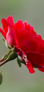 Beautiful red rose close-up on a serene green background.