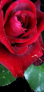 Vibrant red rose with green leaves on a dark background.