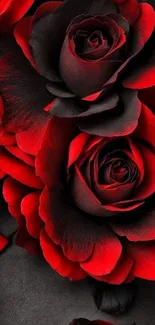 Vivid red roses with dark petals creating a stunning, dramatic wallpaper effect.