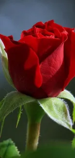 Close-up of a beautiful red rose against a dark background.