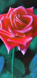 Vibrant red rose with green leaves on a dark background.