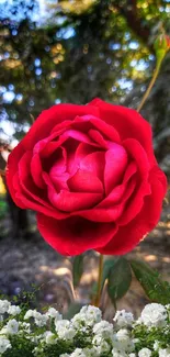 Vibrant red rose in a garden setting with green and white flowers.