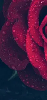 Close-up red rose with dewdrops wallpaper.