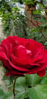 Close-up of a vibrant red rose in a garden setting.