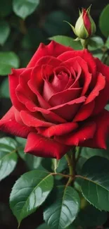 Vibrant red rose with lush green leaves