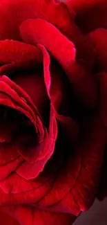 Close-up image of a deep red rose flower in full bloom.