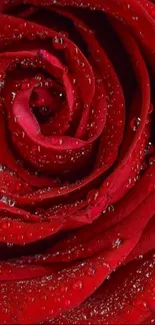 Close-up of a red rose with dewdrops for mobile wallpaper.