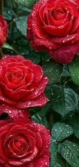 Close-up of vibrant red roses with dew drops.