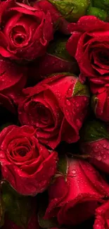 Close-up of beautiful red rose petals with dew drops.