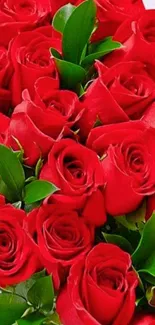 Vibrant red roses with lush green leaves, creating an elegant mobile wallpaper.