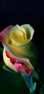 Yellow and red rose on dark background wallpaper.