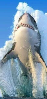 A great white shark leaps majestically from the ocean with a splash against a blue sky.