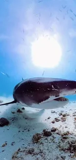 Shark swimming underwater with sunlight in ocean scene