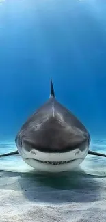 Great white shark swimming in clear blue ocean.