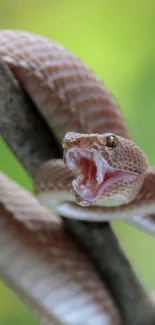 Detailed snake on branch against green blurred forest.