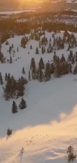 Snowy forest at sunrise with golden light casting shadows.