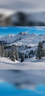 Snowy mountain landscape with pine trees under a bright blue sky.