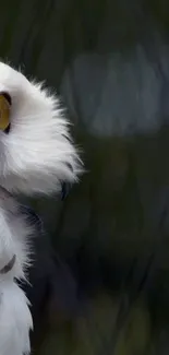 Close-up side view of snowy owl with piercing yellow eyes.