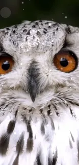 Closeup of a snowy owl with bright orange eyes.