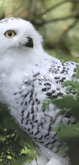 Snowy owl in a lush green forest setting, perfect for nature lovers.