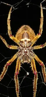 Close-up of a brown spider on its web with a black background.