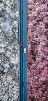 Aerial view of road splitting snowy forest and pink blossoms.