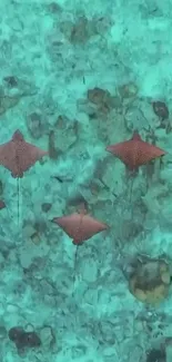 Serene mobile wallpaper with stingrays over turquoise ocean floor.