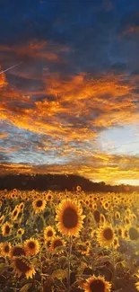 Sunflower field under a vibrant sunset sky with rich orange hues and fluffy clouds.