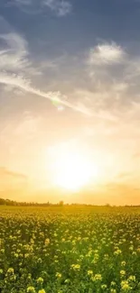 Golden sunset over a vibrant field with a clear sky.