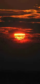 Fiery sunset with birds silhouettes against orange sky.