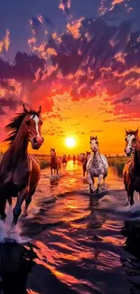 Horses running through shallow water at a stunning sunset.