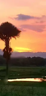 Sunset reflecting over water with silhouetted palm tree and vibrant sky colors.