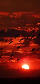 A silhouette of birds flying against a dramatic red sunset sky.