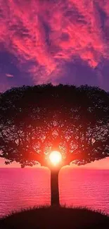 Tree silhouette against a vivid sunset sky wallpaper.