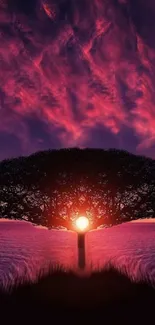 Stunning red and purple sunset with tree silhouette wallpaper.