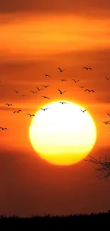 Beautiful sunset with flying birds and vibrant orange sky.