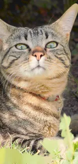 Tabby cat with green eyes resting outdoors in natural light.