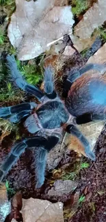 Tarantula on a forest floor with leaves and moss.