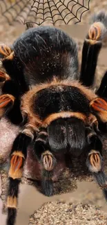 Close-up image of a colorful tarantula on a sandy surface.