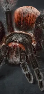 Detailed tarantula with dark brown and orange hues on a mobile wallpaper.