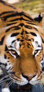 Close-up of a tiger with striking orange and black stripes.